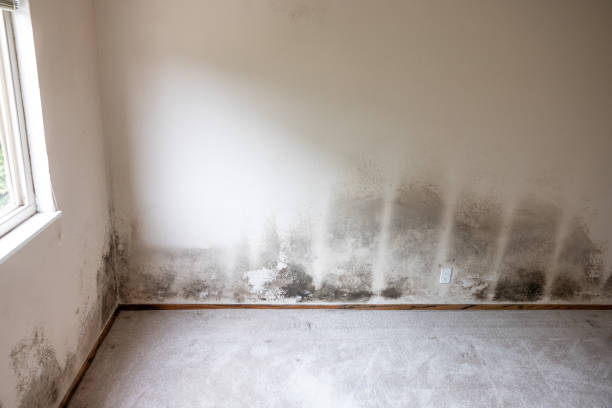  Sharon, WI Mold Removal Pros